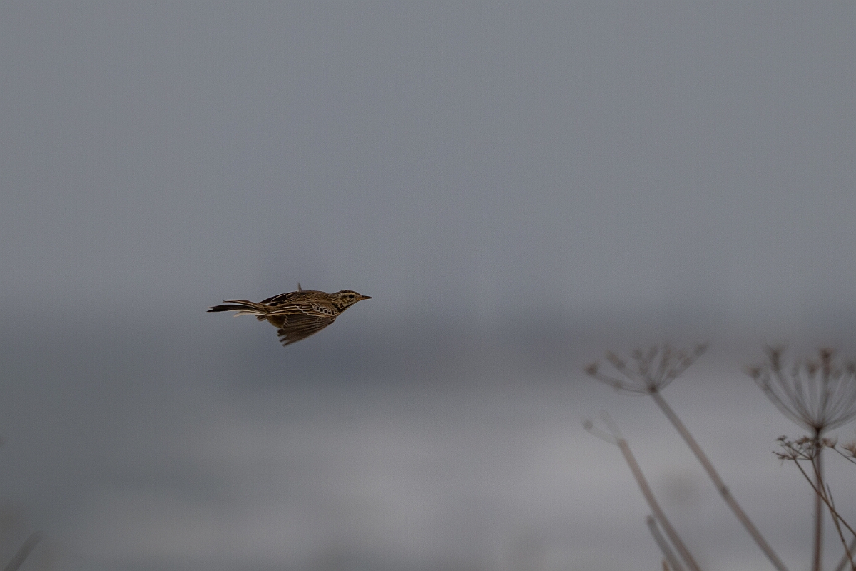 David Plant Photography - Wildlife Photography - Richard's pipit - C.jpg - Richard's pipit - Norfolk