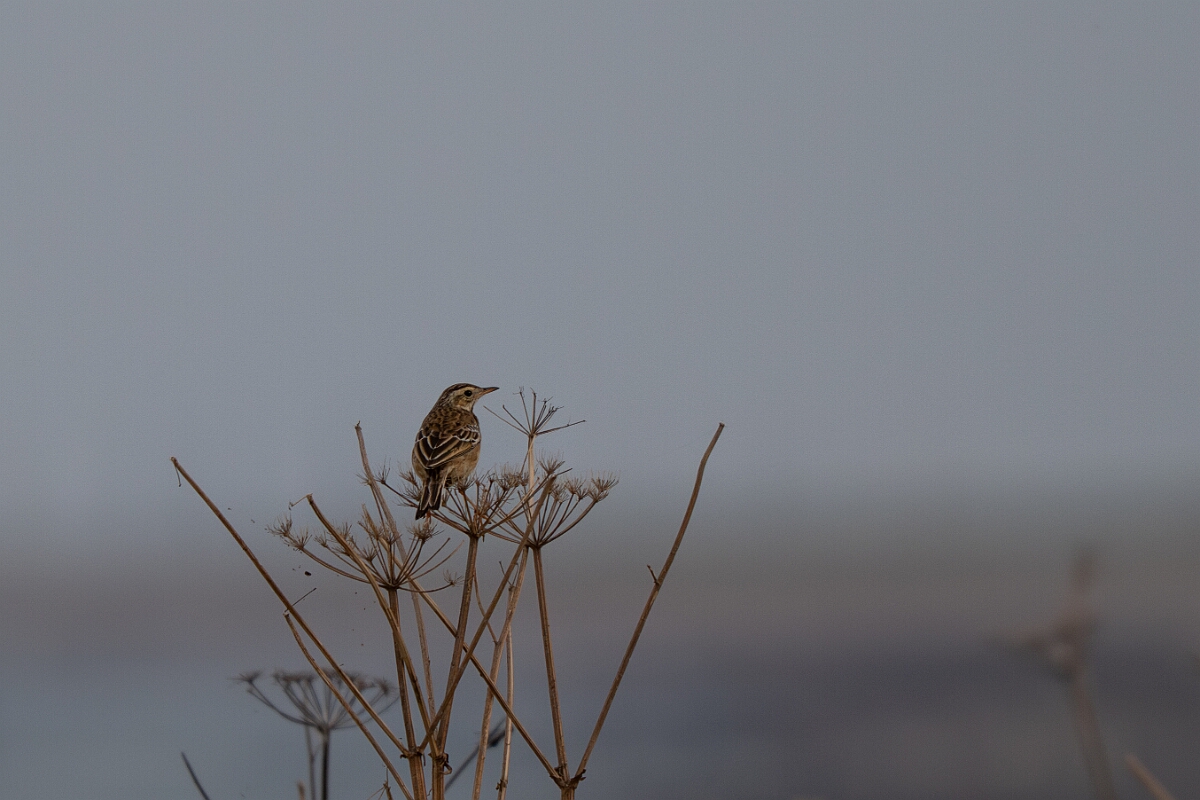 David Plant Photography - Wildlife Photography - Richard's pipit - F.jpg - Richard's pipit - Norfolk