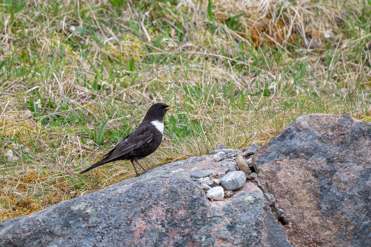 David Plant Photography - Wildlife Photography - Ring ouzel - A.jpg - Ring ouzel, Turdus torquatus, male - Cairngorms