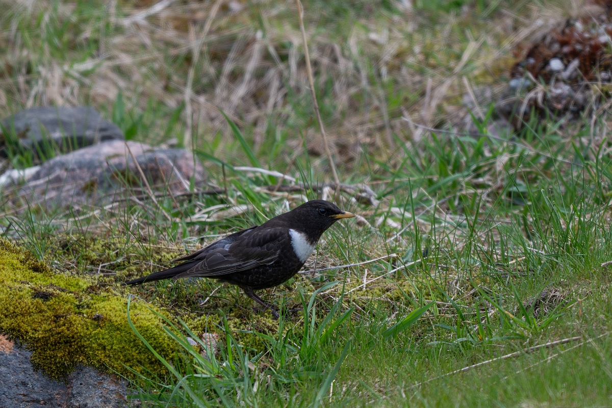 David Plant Photography - Wildlife Photography - Ring ouzel - H.jpg - Ring ouzel, Turdus torquatus, male - Cairngorms