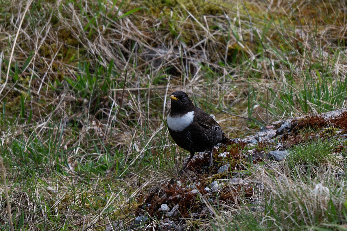 David Plant Photography - Wildlife Photography - Ring ouzel - J.jpg - Ring ouzel, Turdus torquatus, male - Cairngorms