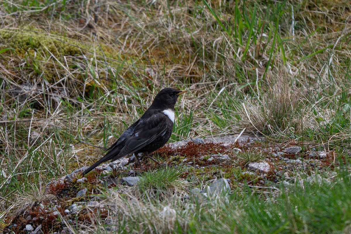 David Plant Photography - Wildlife Photography - Ring ouzel - L.jpg - Ring ouzel, Turdus torquatus, male - Cairngorms