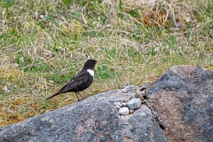 David Plant Photography - Wildlife Photography - Ring ouzel - A