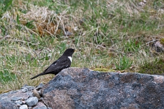 David Plant Photography - Wildlife Photography - Ring ouzel - B