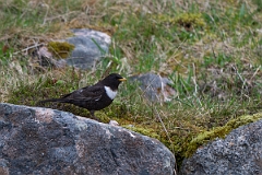 David Plant Photography - Wildlife Photography - Ring ouzel - C