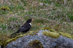 David Plant Photography - Wildlife Photography - Ring ouzel - D
