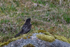 David Plant Photography - Wildlife Photography - Ring ouzel - E