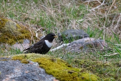 David Plant Photography - Wildlife Photography - Ring ouzel - F