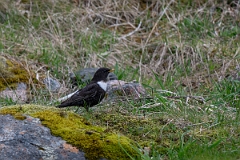 David Plant Photography - Wildlife Photography - Ring ouzel - G