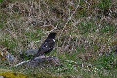 David Plant Photography - Wildlife Photography - Ring ouzel - I