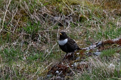 David Plant Photography - Wildlife Photography - Ring ouzel - J