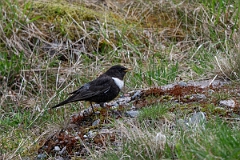 David Plant Photography - Wildlife Photography - Ring ouzel - K