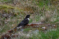 David Plant Photography - Wildlife Photography - Ring ouzel - L