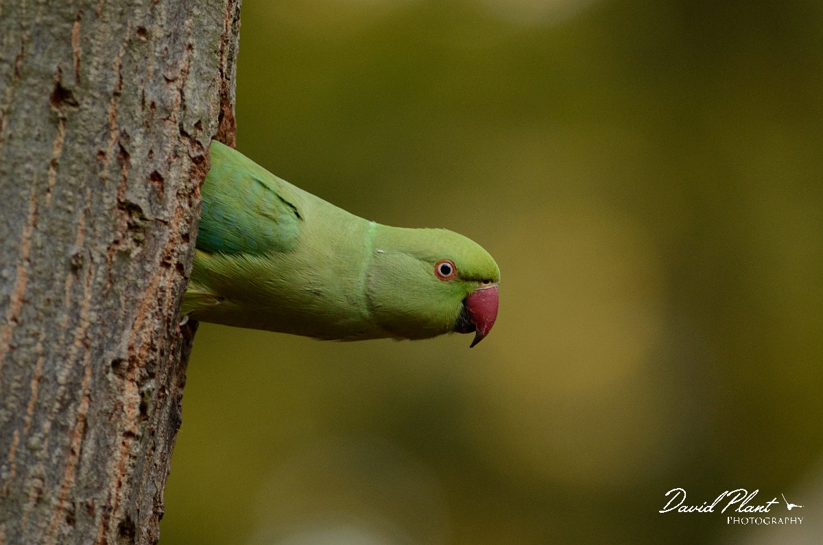 David Plant Photography - Wildlife Photography - Ring-necked parakeet - A.jpg - Ring-necked parakeet, female coming out of hole - Surrey