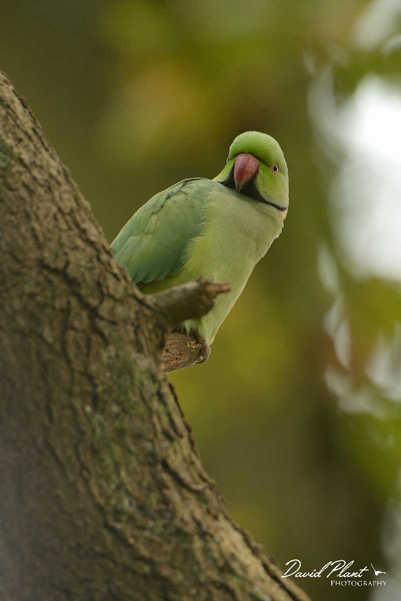 David Plant Photography - Wildlife Photography - Ring-necked parakeet - B.jpg - Ring-necked parakeet on branch - Surrey
