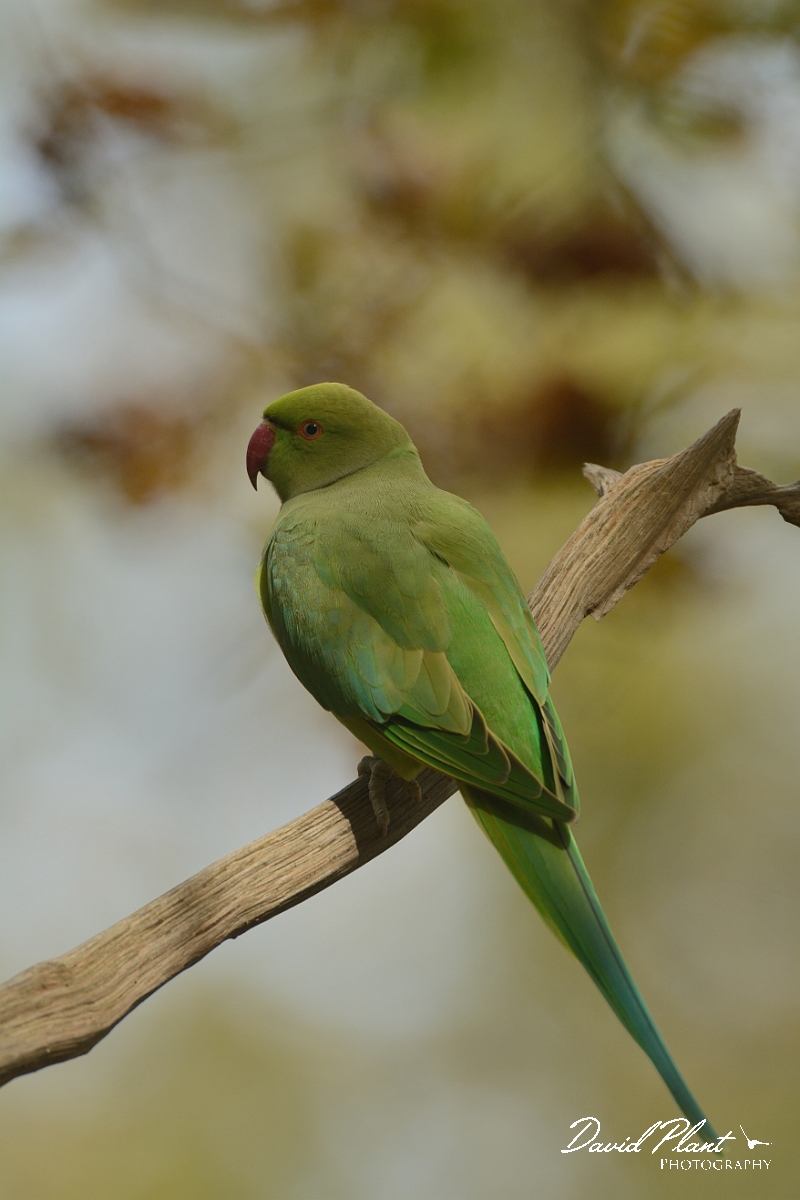 David Plant Photography - Wildlife Photography - Ring-necked parakeet - E.jpg - Ring-necked parakeet on twig - Surrey
