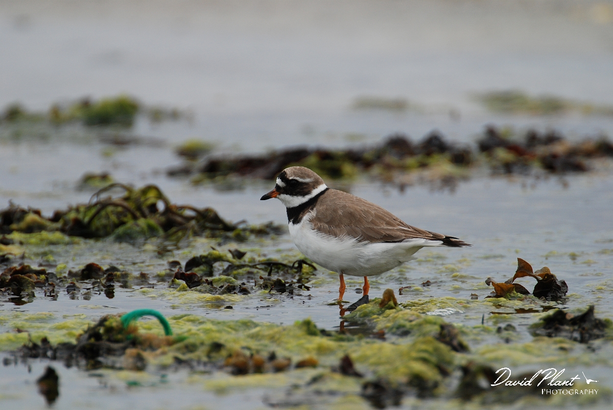 David Plant Photography - Wildlife Photographer - Ringed plover - A.JPG - Ringed plover - Shetland Islands