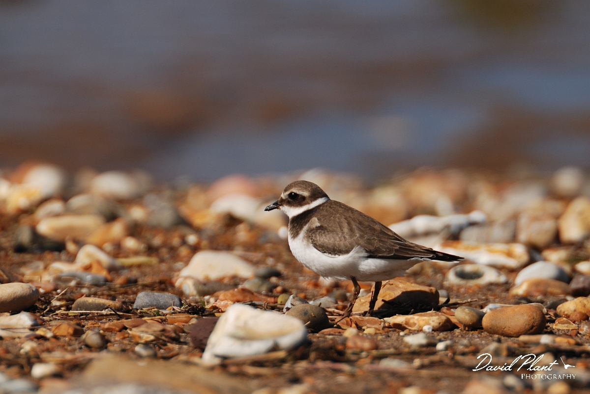 David Plant Photography - Wildlife Photographer - Ringed plover - D.jpg - Ringed plover on beach - Norfolk