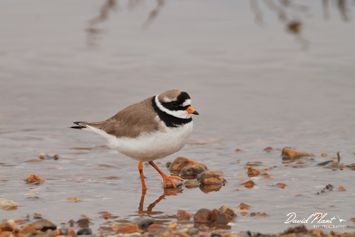 David Plant Photography - Wildlife Photography - Ringed plover - F.jpg - Ringed plover on shingle beach - Norfok