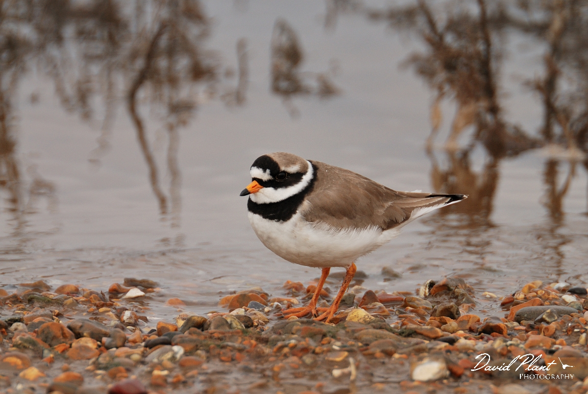 David Plant Photography - Wildlife Photography - Ringed plover - G.jpg - Ringed plover on shingle beach - Norfok