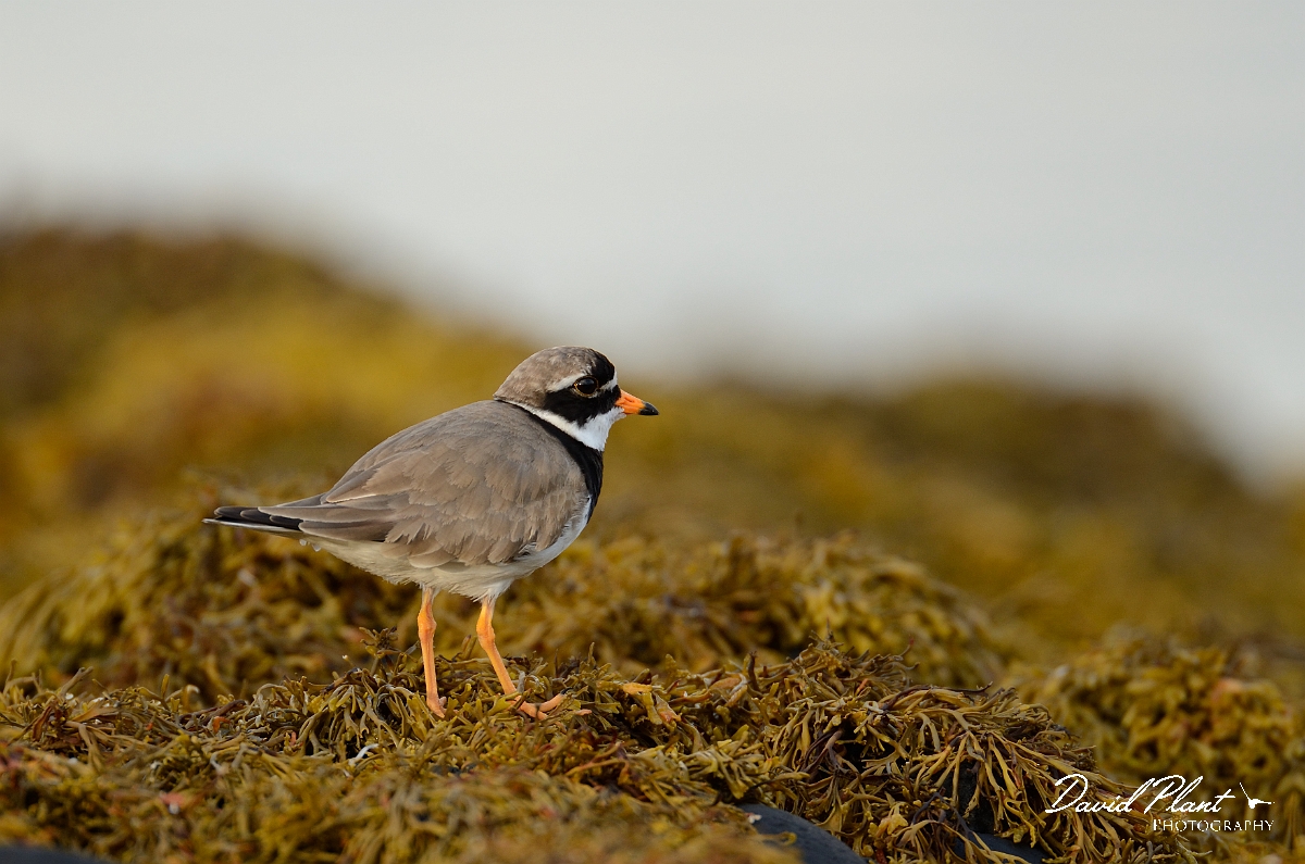 David Plant Photography - Wildlife Photography - Ringed plover - J.jpg - Ringed plover on seaweed - Argyll and Bute