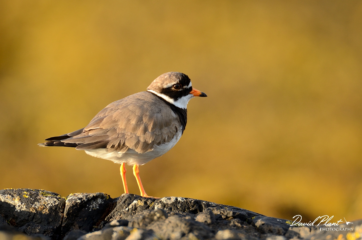 David Plant Photography - Wildlife Photography - Ringed plover - L.jpg - Ringed plover in evening sun - Argyll and Bute