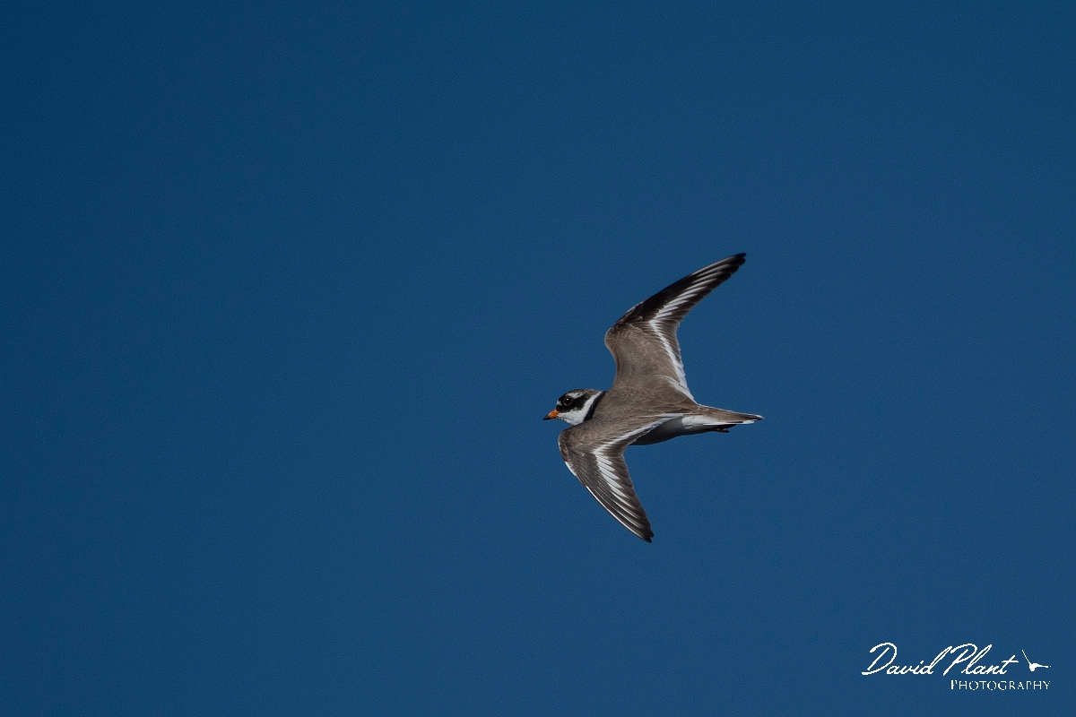 David Plant Photography - Wildlife Photography - Ringed plover - M.JPG - Ringed plover in flight - Argyll