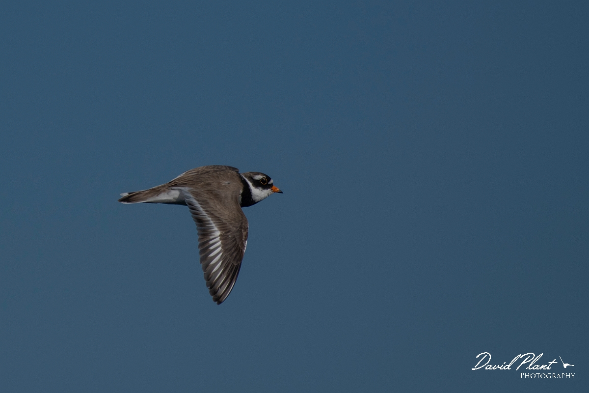 David Plant Photography - Wildlife Photography - Ringed plover - O.JPG - Ringed plover in flight - Argyll