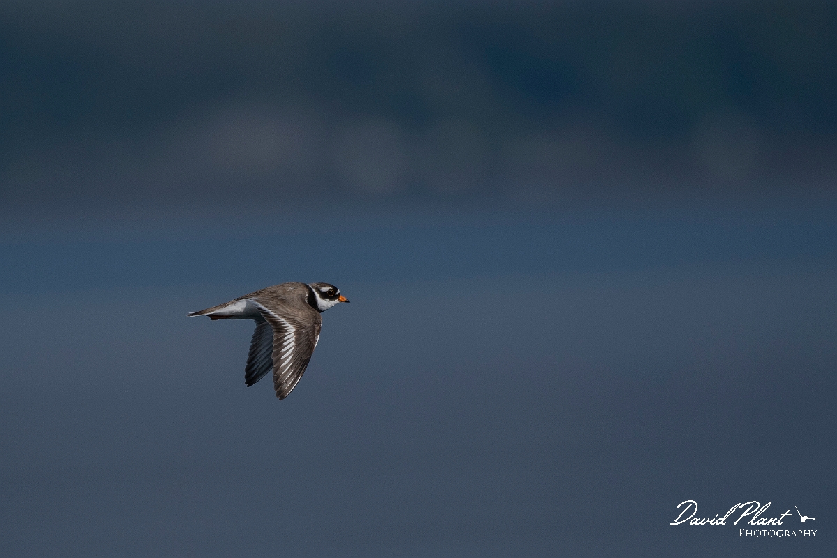 David Plant Photography - Wildlife Photography - Ringed plover - P.JPG - Ringed plover in flight - Argyll