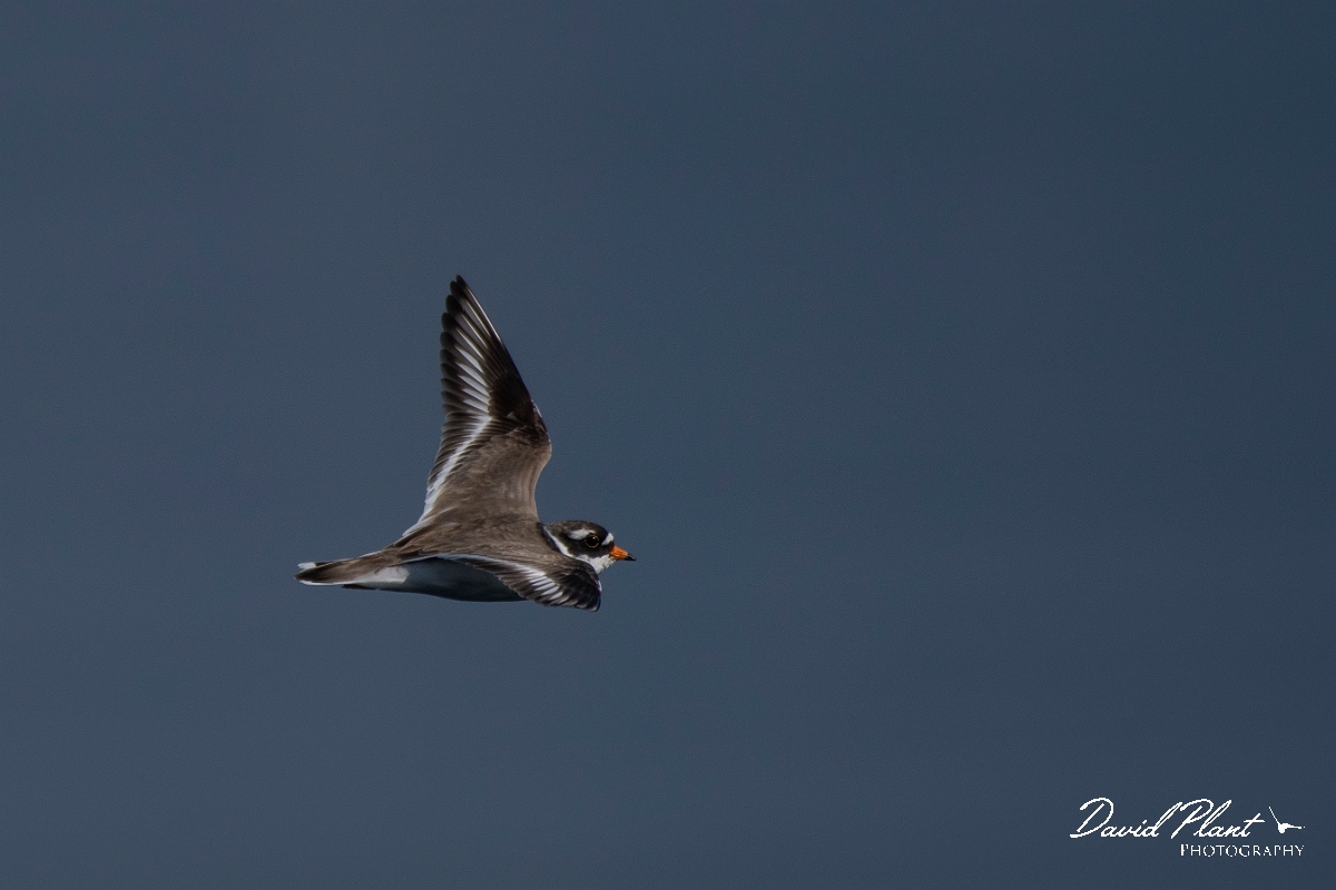 David Plant Photography - Wildlife Photography - Ringed plover - Q.JPG - Ringed plover in flight - Argyll