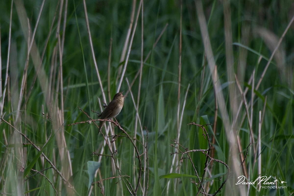 David Plant Photography - Wildlife Photography - River warbler - A.JPG - River warbler singing - Somerset