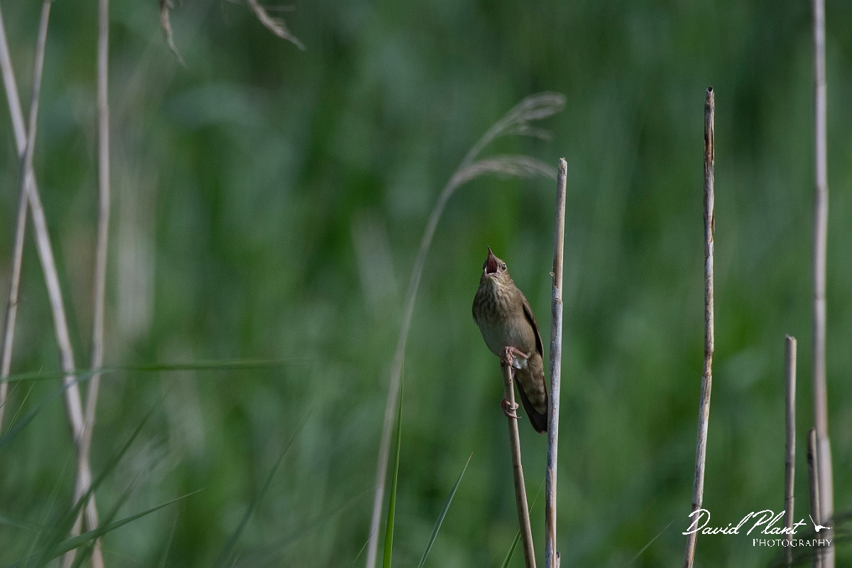 David Plant Photography - Wildlife Photography - River warbler - B.JPG - River warbler singing - Somerset