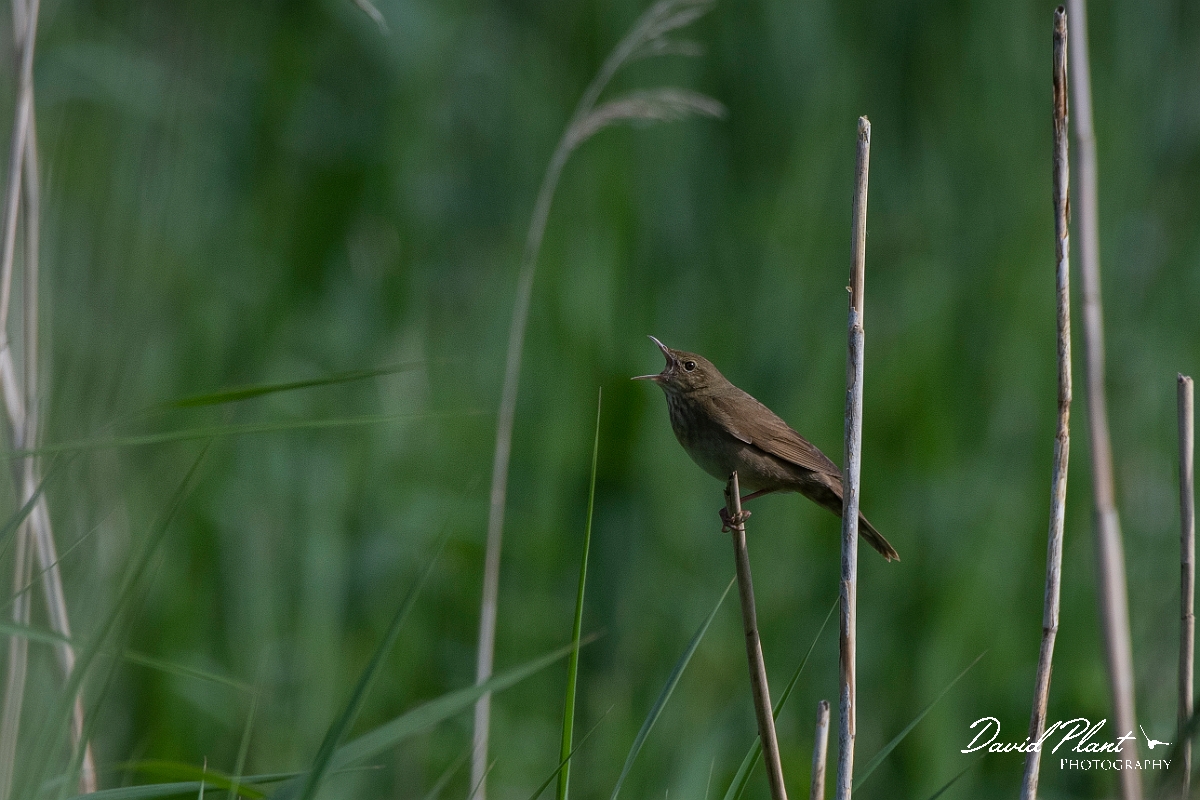 David Plant Photography - Wildlife Photography - River warbler - D.JPG - River warbler singing - Somerset