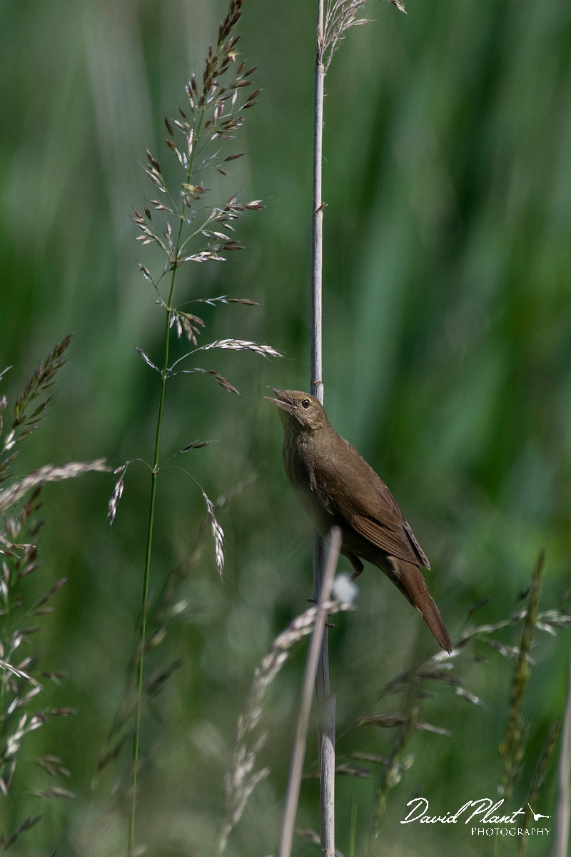 David Plant Photography - Wildlife Photography - River warbler - F.JPG - River warbler - Somerset