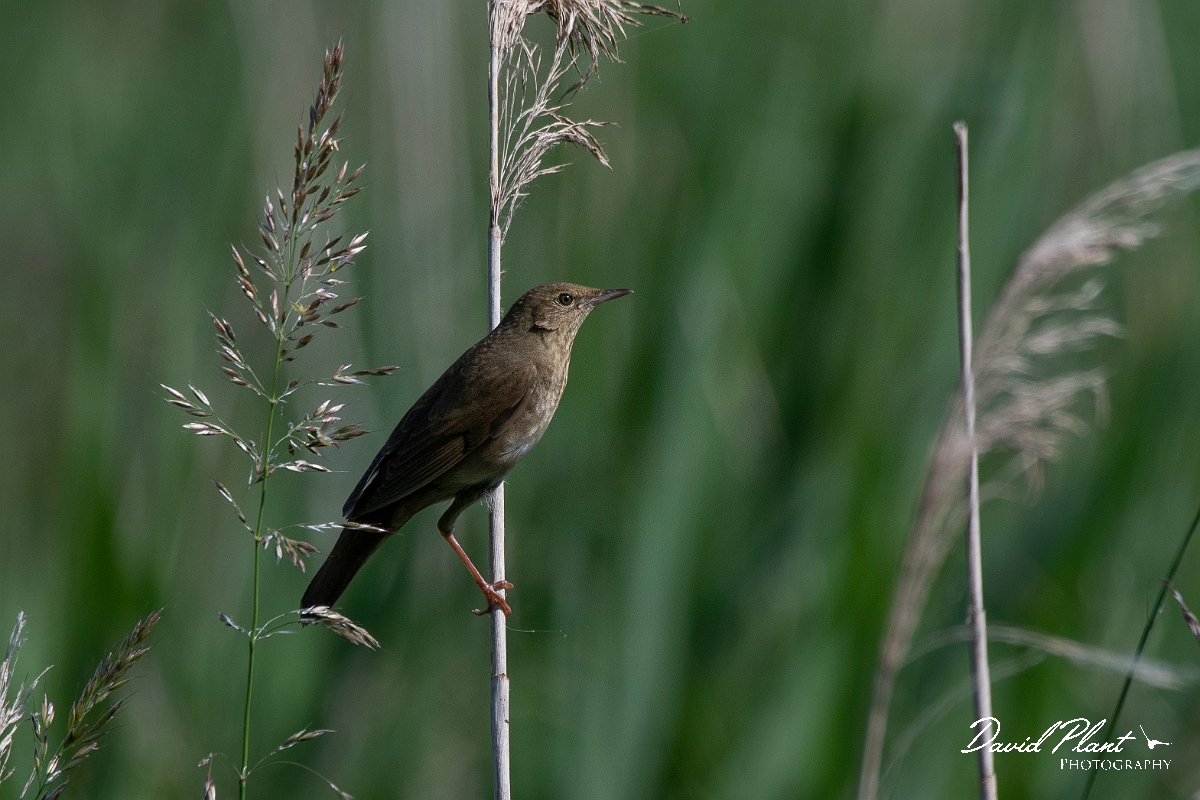 David Plant Photography - Wildlife Photography - River warbler - G.JPG - River warbler - Somerset