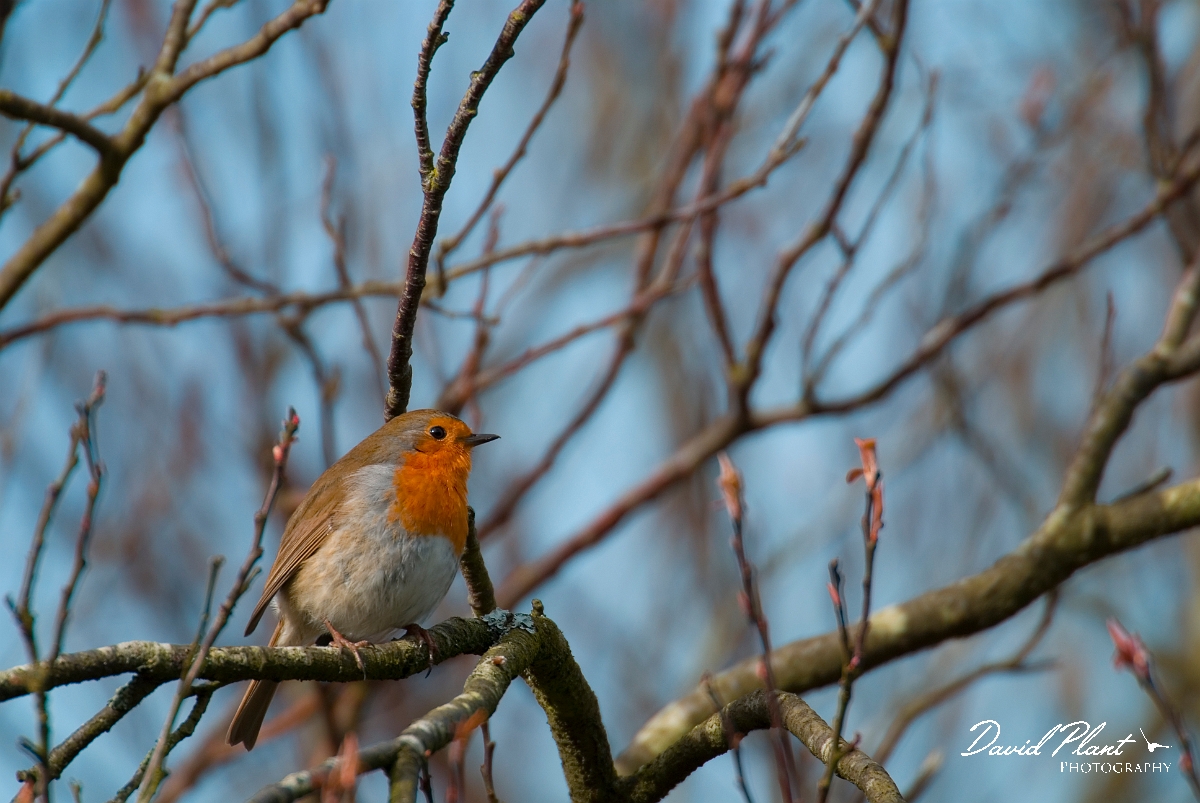 David Plant Photography - Wildlife Photographer - Robin - B.JPG - Robin - Gloucestershire