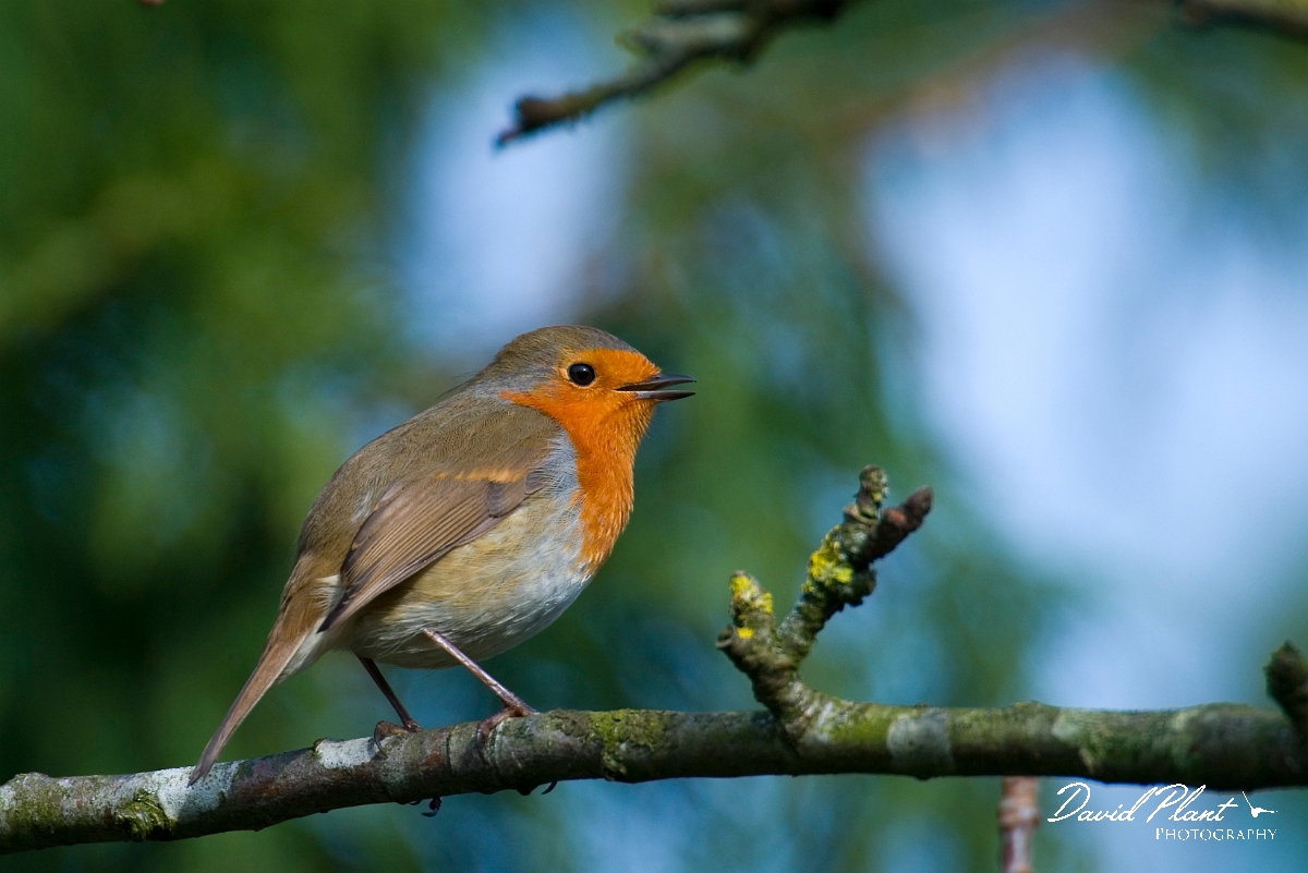 David Plant Photography - Wildlife Photographer - Robin - E.jpg - Robin - Gloucestershire