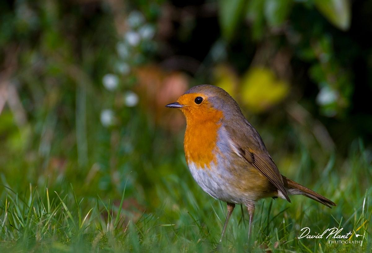 David Plant Photography - Wildlife Photographer - Robin - F.jpg - Robin - Gloucestershire