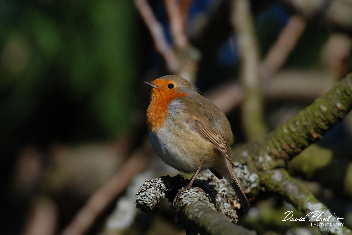David Plant Photography - Wildlife Photographer - Robin - M.JPG - Robin in the sun - Gloucestershire