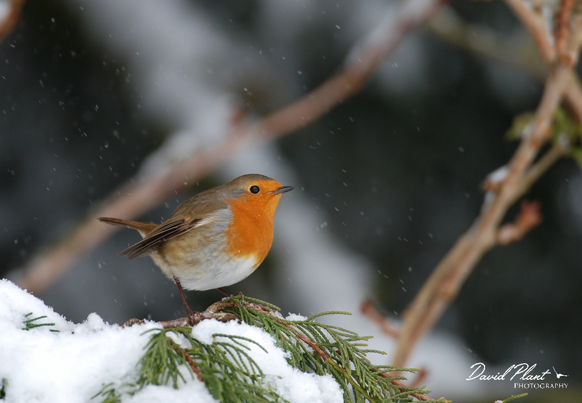 David Plant Photography - Wildlife Photographer - Robin with snow - H.jpg - Robin in the snow - Gloucestershire