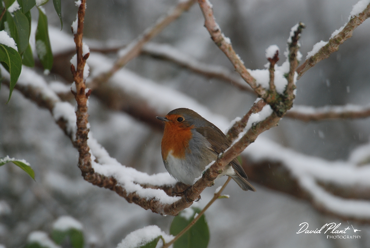 David Plant Photography - Wildlife Photographer - Robin with snow - I.JPG - Winter robin - Gloucestershire
