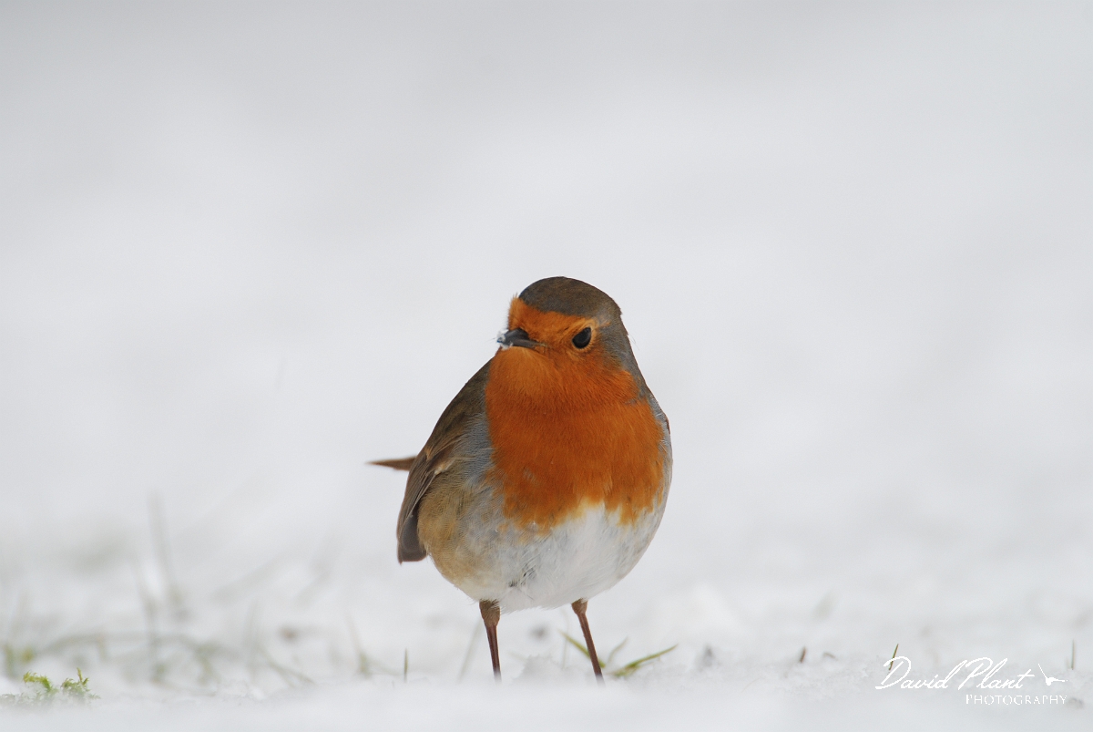 David Plant Photography - Wildlife Photographer - Robin with snow - J.JPG - Robin in the snow - Gloucestershire