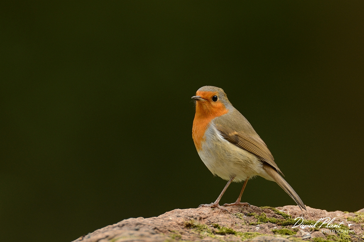 David Plant Photography - Wildlife Photography - Robin - L.jpg - Robin on log - Forest of Dean