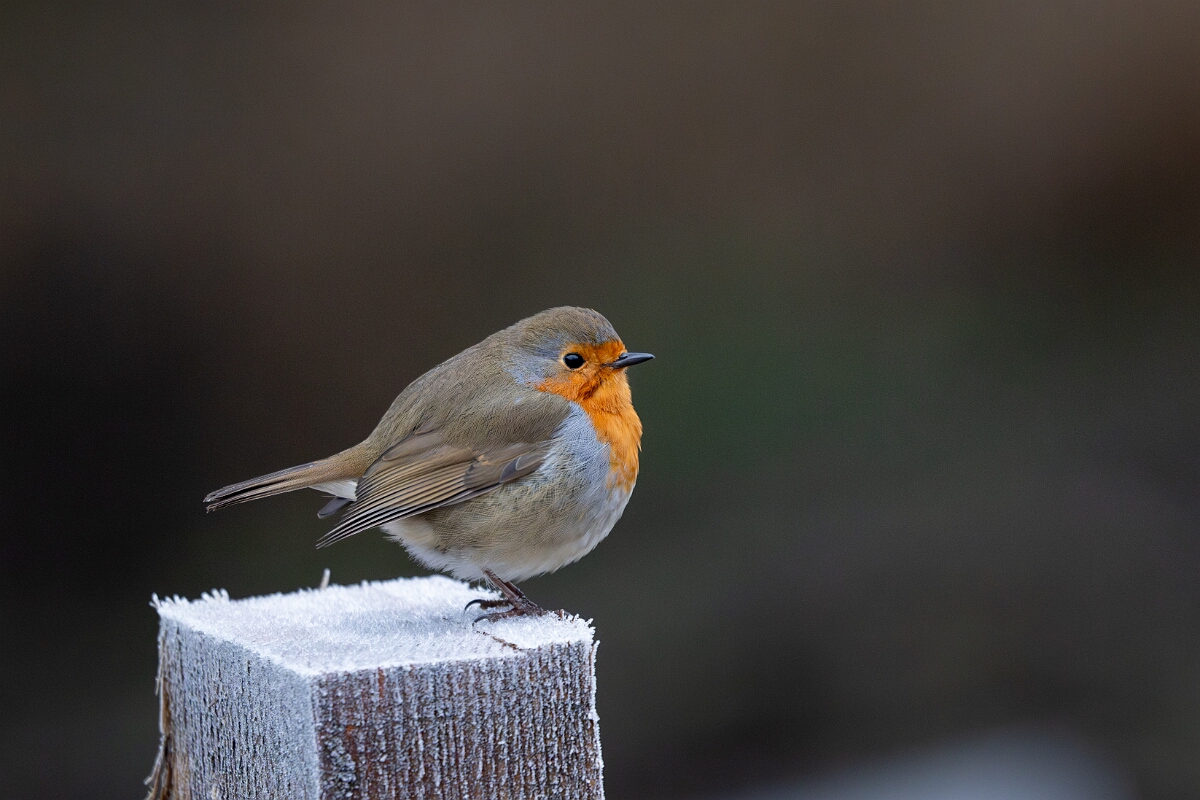 David Plant Photography - Wildlife Photography - Robin - P.jpg - Robin on a frosty morning - Gloucestershire
