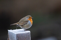 David Plant Photography - Wildlife Photography - Robin - P