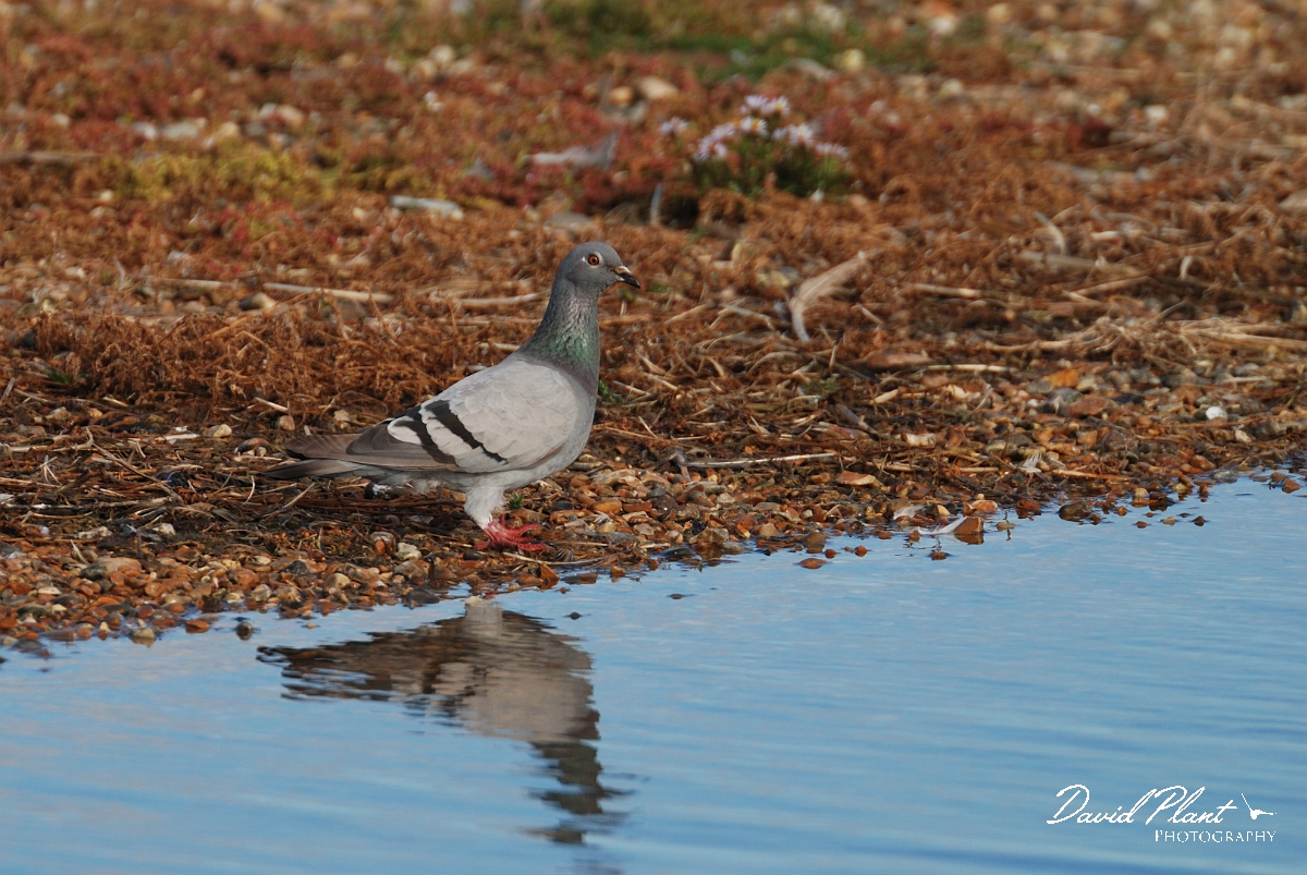 David Plant Photography - Wildlife Photographer - Rock dove - A.jpg - Rock dove next to water - Norfolk