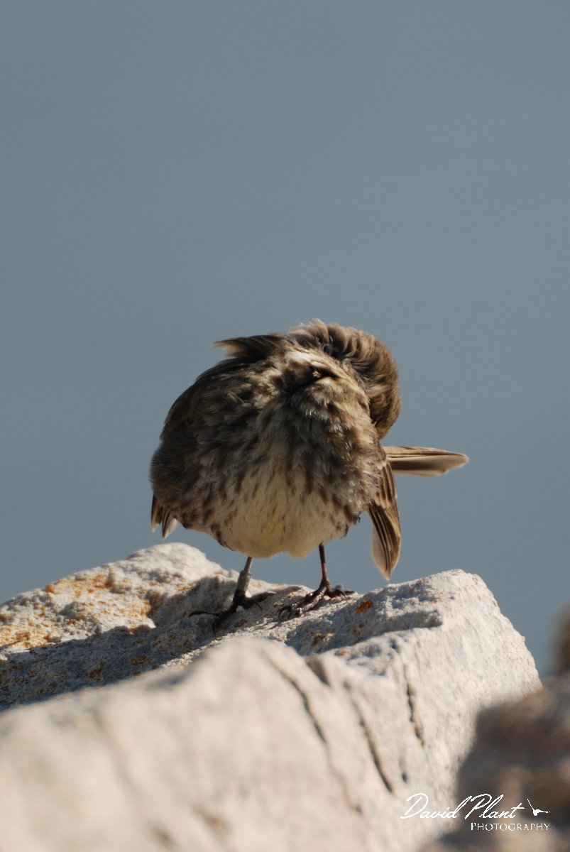 David Plant Photography - Wildlife Photography - Rock pipit - A.jpg - Rock pipit preening - Dorset