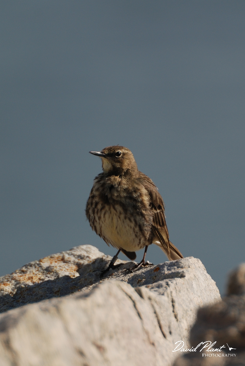 David Plant Photography - Wildlife Photography - Rock pipit - B.jpg - Rock pipit - Dorset