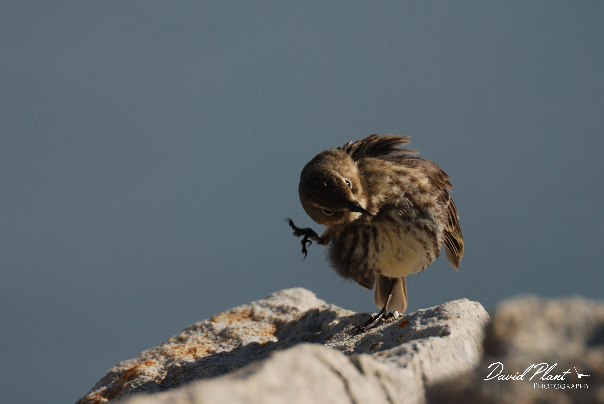 David Plant Photography - Wildlife Photography - Rock pipit - C.jpg - Rock pipit balanced preening - Dorset