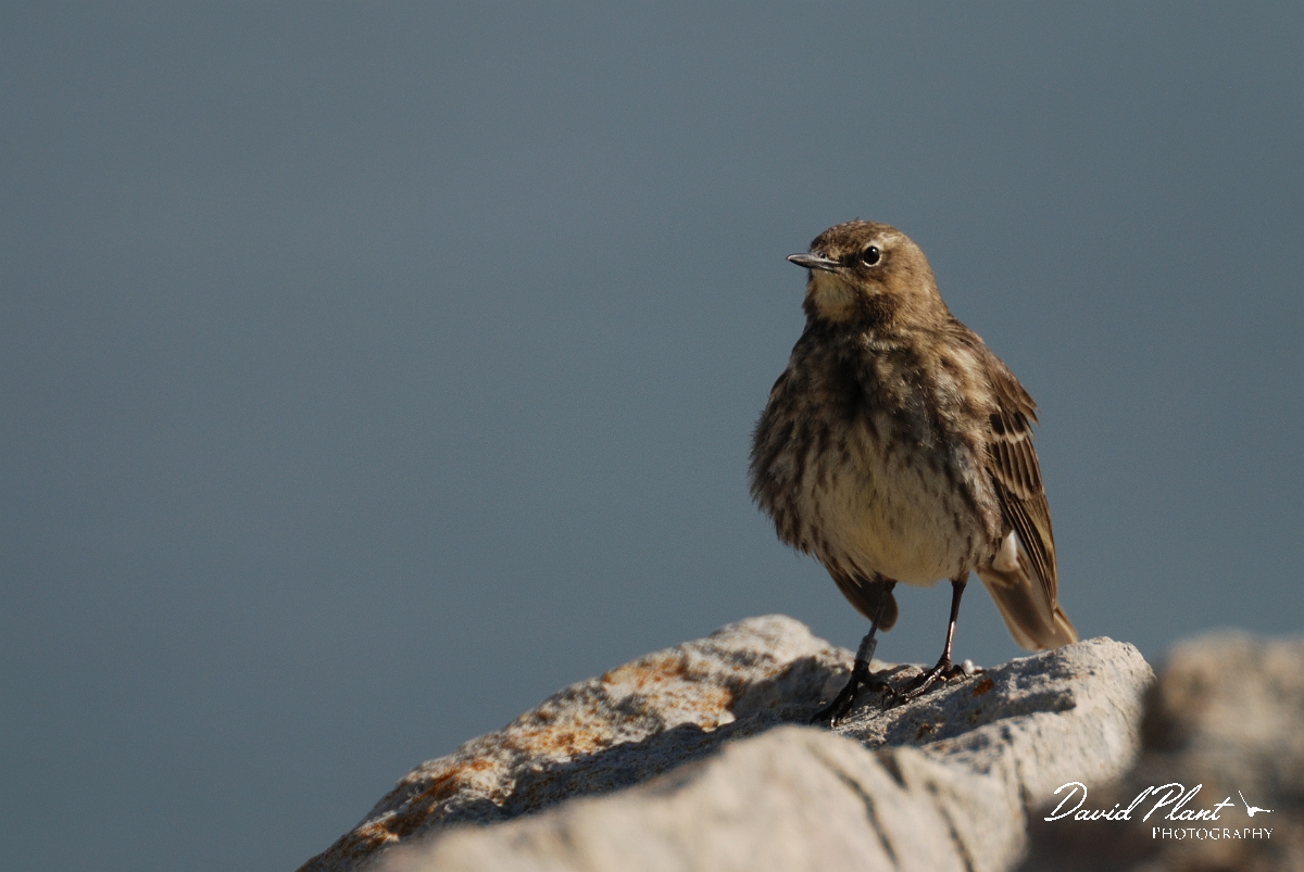 David Plant Photography - Wildlife Photography - Rock pipit - D.jpg - Rock pipit - Dorset